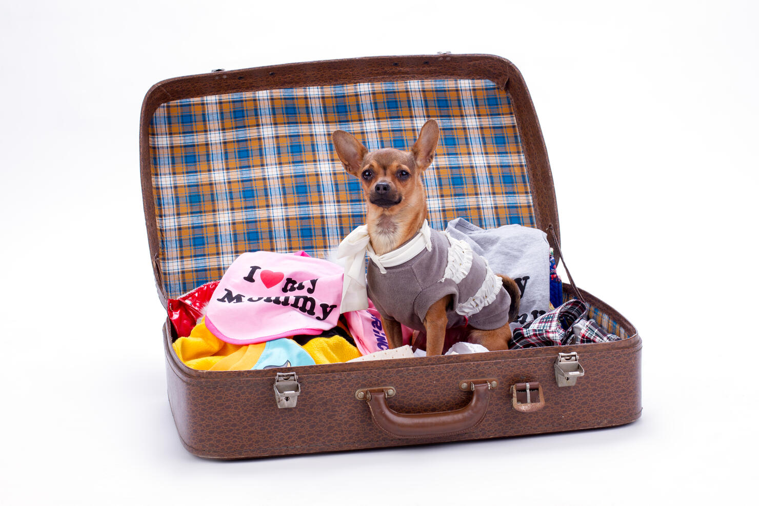 Adorable chihuahua in travel suitcase.