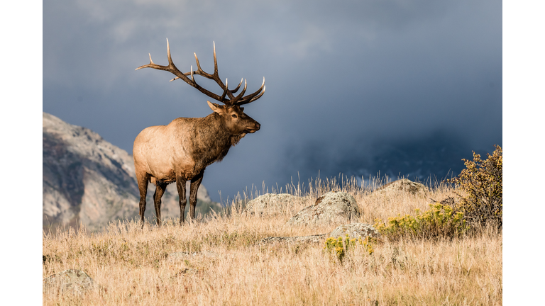 Colorado Bull Elk