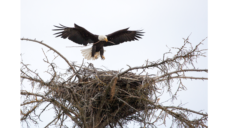 Bald Eagle Landing on Nest in Alaska