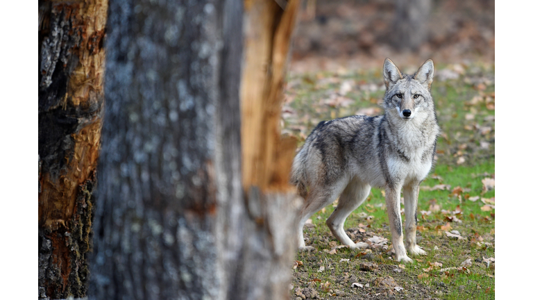 FRANCE-ANIMALS-COYOTE-ENVIRONMENT