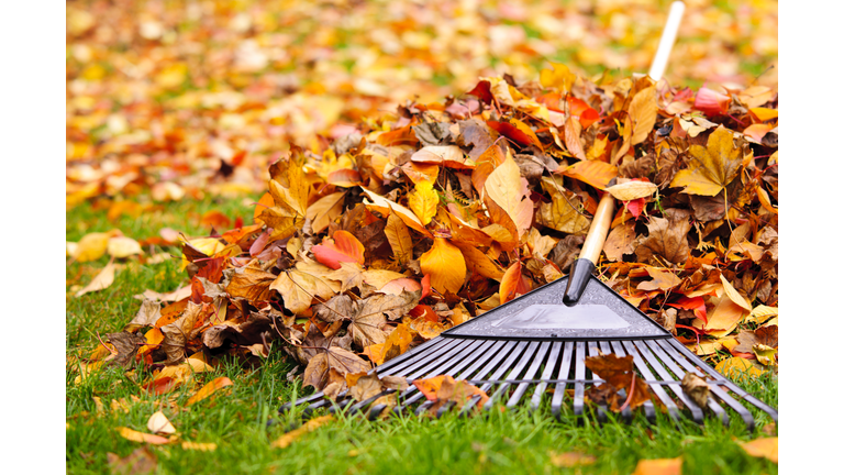 Fall leaves with rake