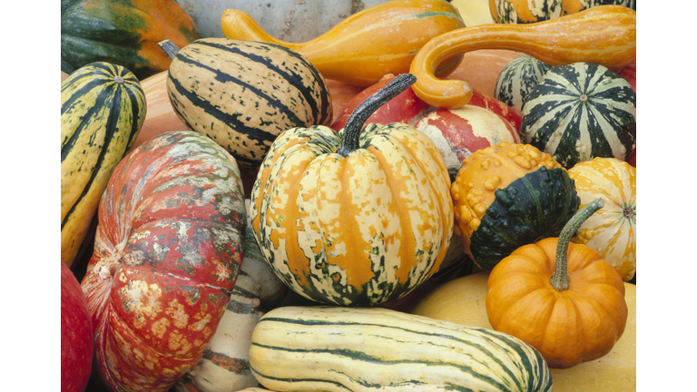 Various Types of Squash