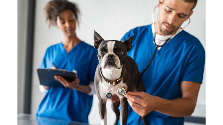 Vet examining dog