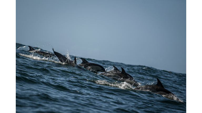 PORTUGAL-HEALTH-VIRUS-TAGUS-DOLPHINS