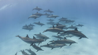 Massive Dolphin Megapod Caught on Camera