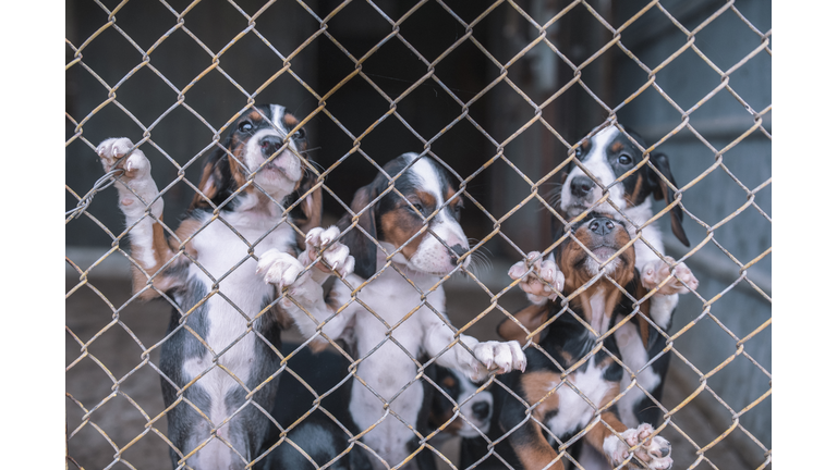 Little dogs standing behind fence in dog shelter.