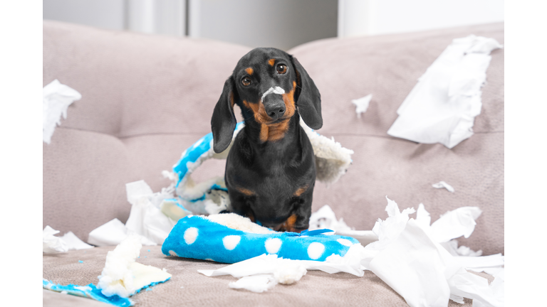 Mess dachshund puppy was left at home alone,  started making a mess. Pet tore up furniture and chews home slipper of owner. Baby dog is sitting in the middle of chaos, gnawed clothes, looks piteously