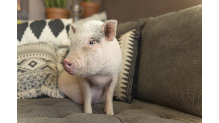 Cute baby piglet