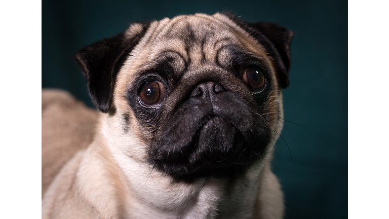 Crufts 2017 - Portraits Of Man's Best Friend