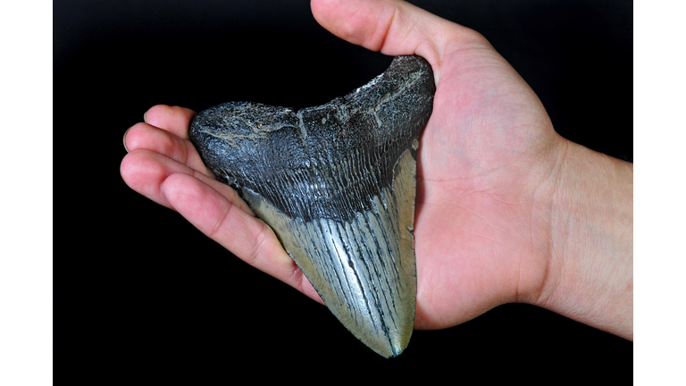 Large Megalodon Shark Tooth.