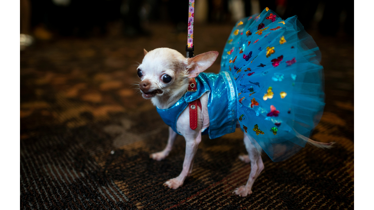 US-ANIMALS-DOG-FASHION-OFFBEAT