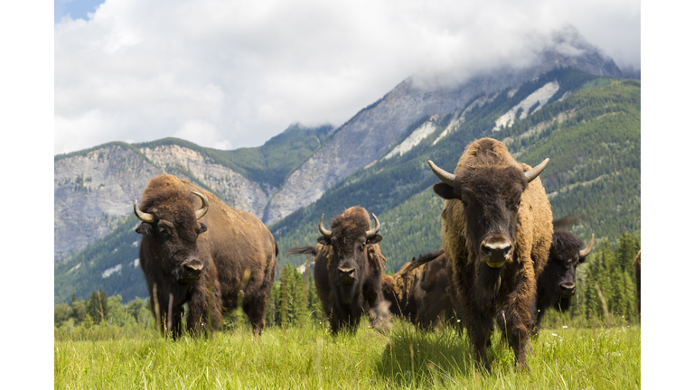 Herd of Buffalo or Bison, Alberta, Canada