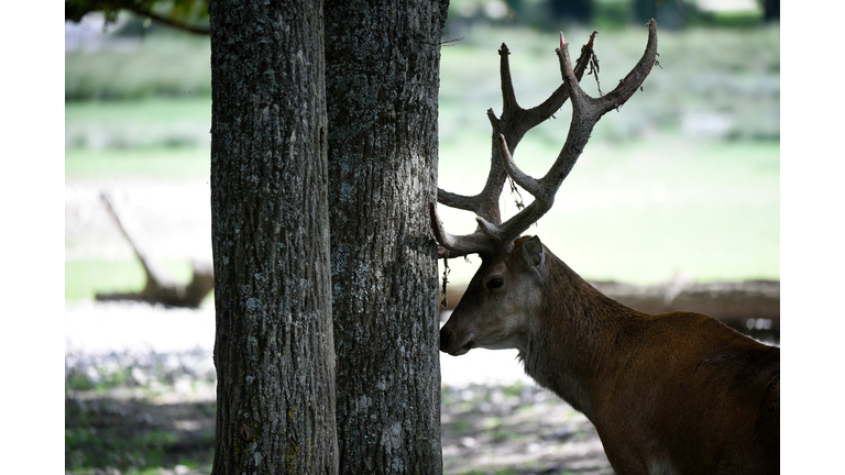 FRANCE-ANIMAL-PARK