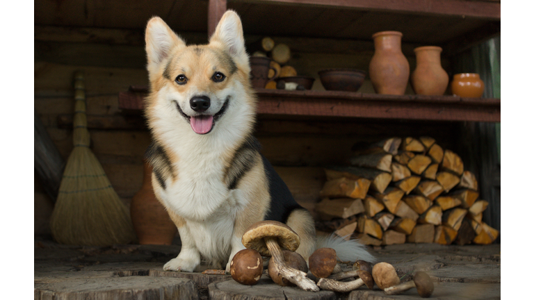 Home life. Rural scene. The dog lay down to rest after a walk for mushrooms.