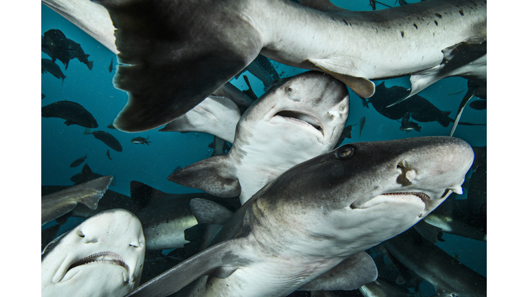 Feeding Frenzy of Banded Hound Sharks in Chiba, Japan
