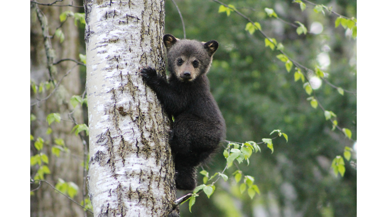 Baby Bear Climbing A Tree