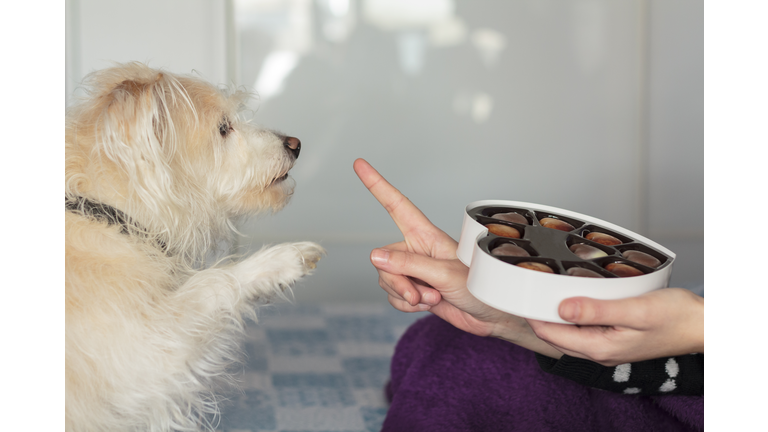 Dog giving paw asking for chocolate