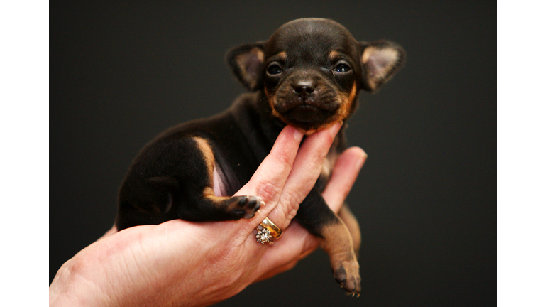 Newborn Chihuahua Is One Of The World's Smallest Puppies