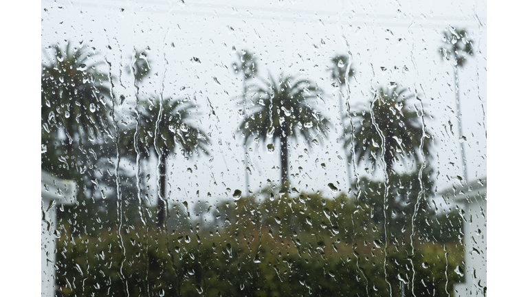 many palm trees seen through wet window