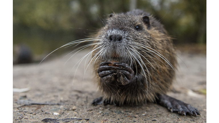 GERMANY-NATURE-ANIMAL