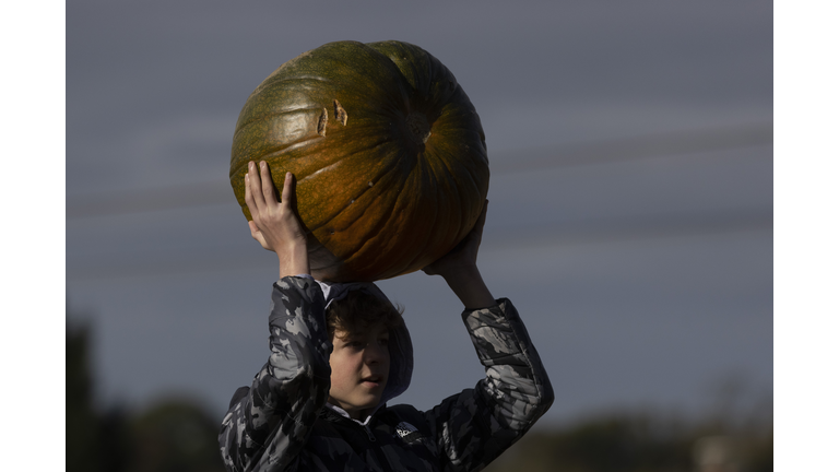 Pumpkin Pickers Visit Tulleys Farm Ahead Of Halloween