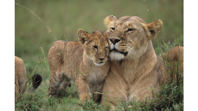 Lioness (Panthera leo) with cubs lying on grass, Kenya