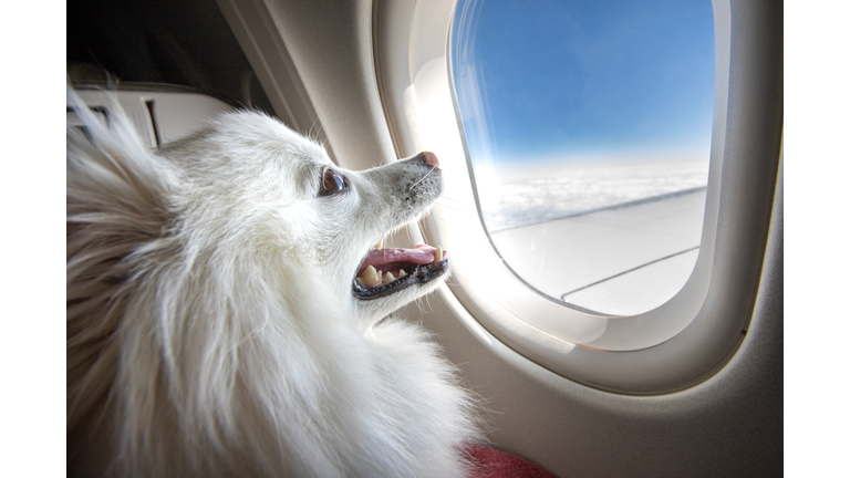 Dog on an airplane