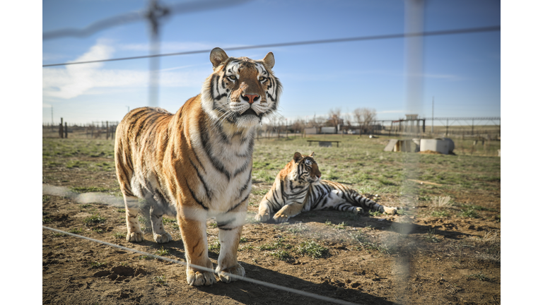 Wild Animal Sanctuary In Colorado Home To Almost 40 Tigers From Wildly Popular Documentary Of Joe Exotic "Tiger King"