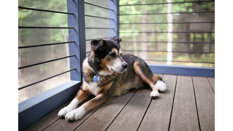 Beautiful German Shepherd Mix Breed Dog Keeping Watch from Cabin Porch