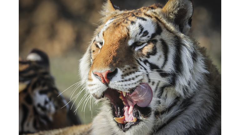 Wild Animal Sanctuary In Colorado Home To Almost 40 Tigers From Wildly Popular Documentary Of Joe Exotic "Tiger King"