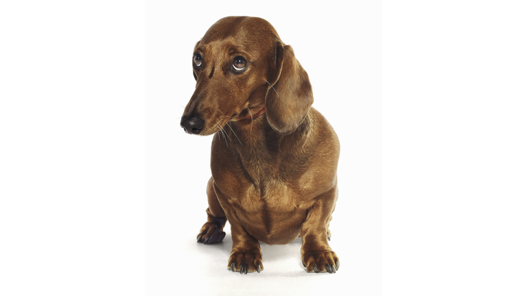 Dachshund looking up