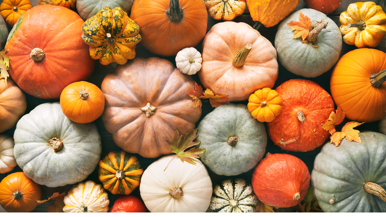 Various fresh ripe pumpkins as background