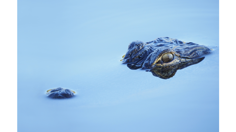 Closeup of a Young American Alligator Floating in Blue Water