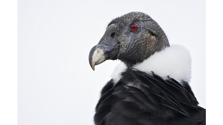 COLOMBIA-INDIGENOUS-CONDORS-CENSUS