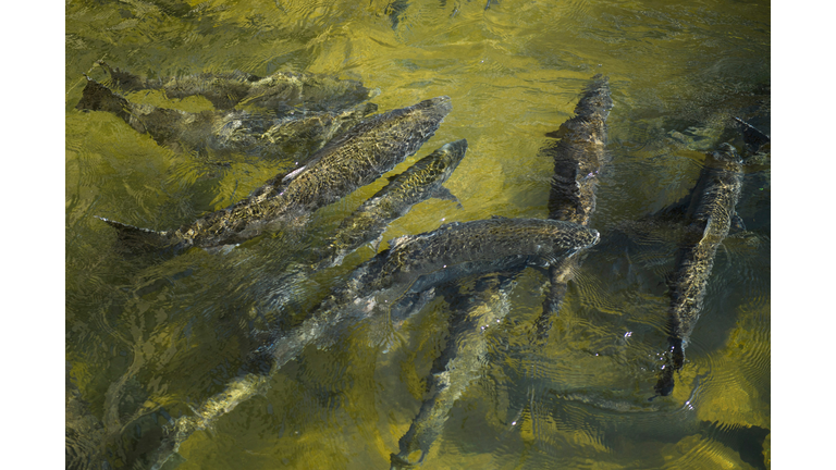 US-ENVIRONMENT-DROUGHT-FISHING