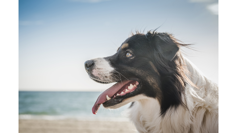 Dog on windy beach