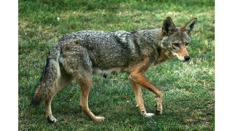 Fire Burns Over 600 Acres In Los Angeles Griffith Park