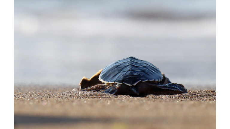 CYPRUS-NATURE-TURTLES