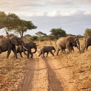 Safari