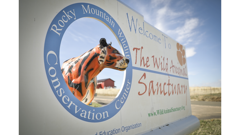Wild Animal Sanctuary In Colorado Home To Almost 40 Tigers From Wildly Popular Documentary Of Joe Exotic "Tiger King"