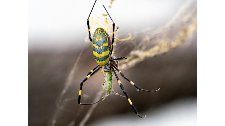 Japanese Joro orb-weaver spider eating a grasshopper