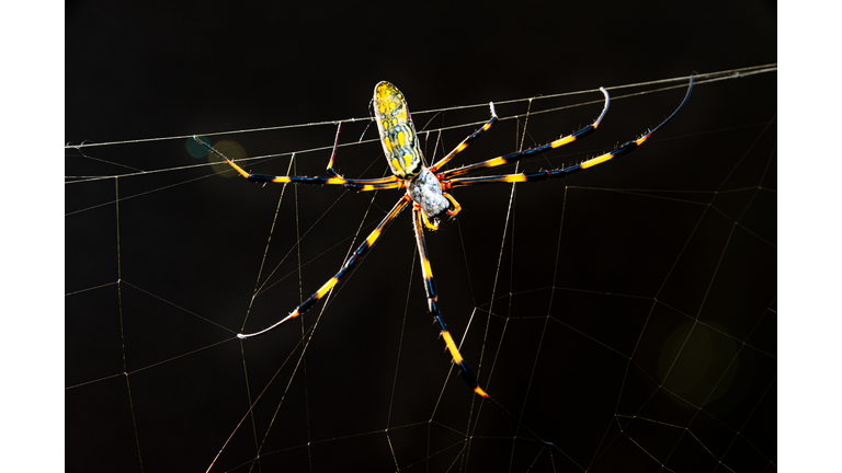 Beautiful close-up of Nephila clavata spider known in Japan as Joro gumo isolated on black background with flare.