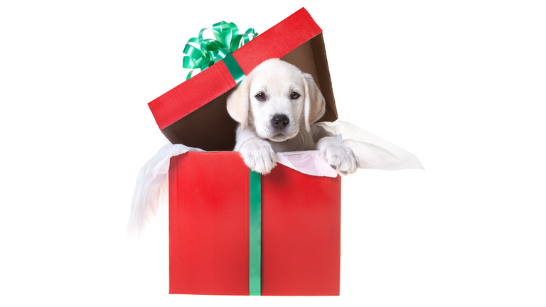 Christmas puppy in a gift box