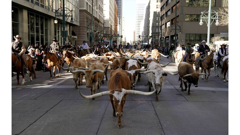 Parade Of Cattle And Western Wagons Kicks Off Annual Nat'l Western Stock Show