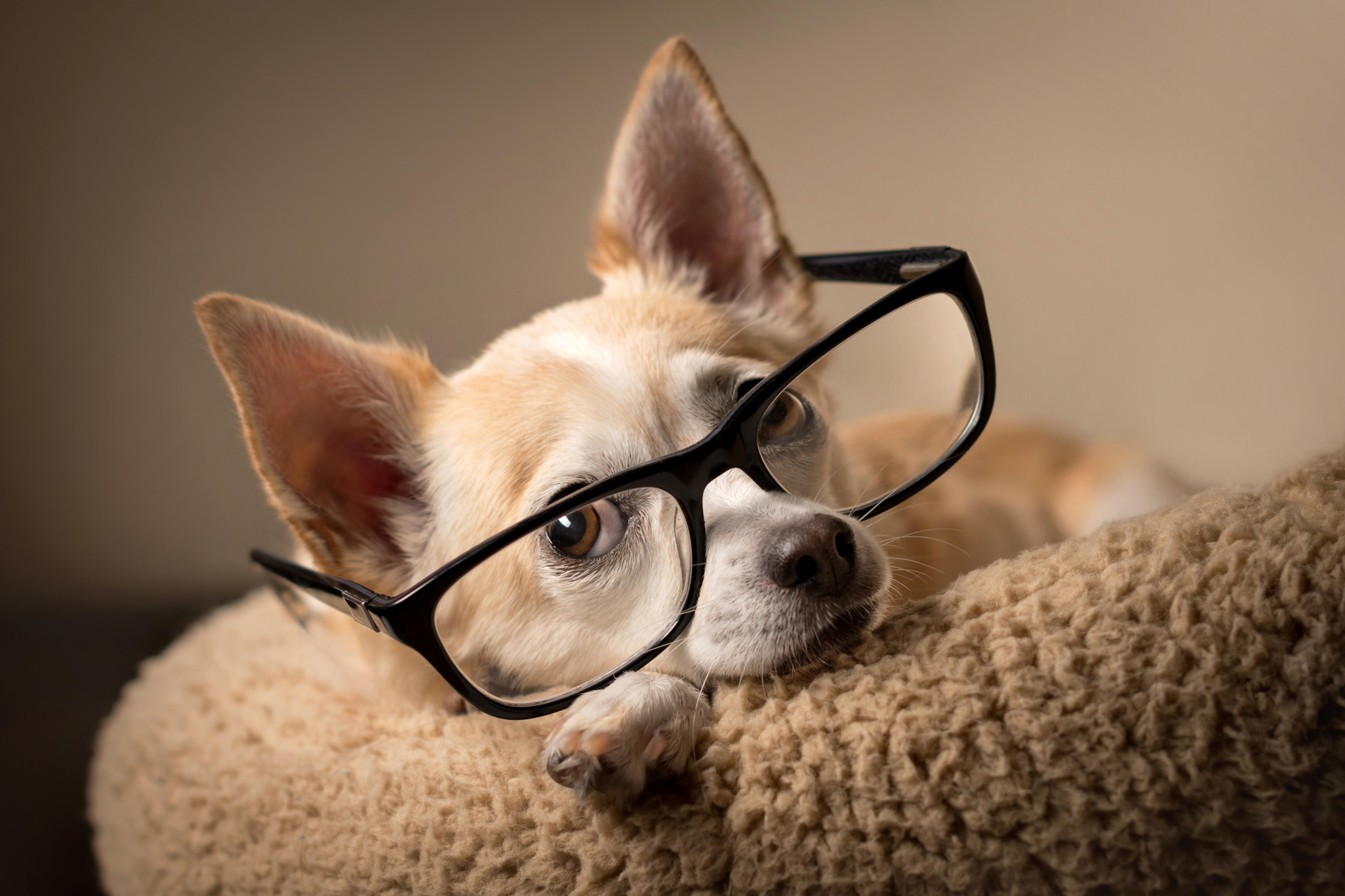 The world's oldest living dog is Spike, a chihuahua mix from Ohio