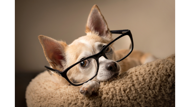 Chihuahua wearing reading glasses