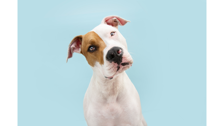 Curious thinking American Staffordshire dog tilting head side. Isolated on blue background