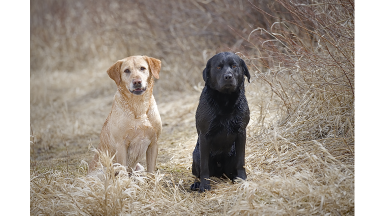 Bird dog portrait in a field.