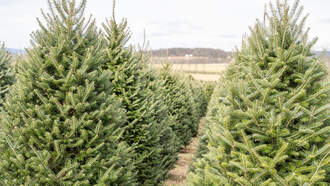 City Provides Tree Drop Off Sites 