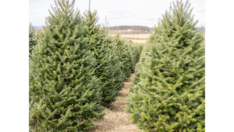 Christmas trees in a row